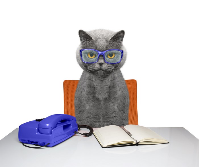 Cat wearing glasses at a desk with a phone and notebook