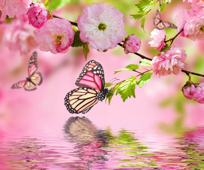 Pink cherry blossoms with butterflies and reflection