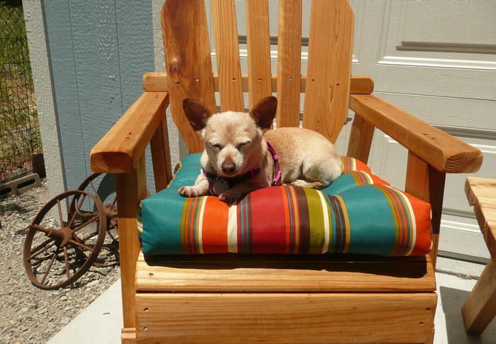 Chihuahua dog resting on a colorful cushion on an armchair