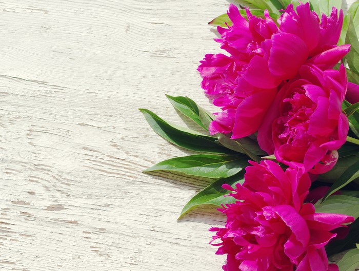 Pink Peonies on a White Wooden Surface