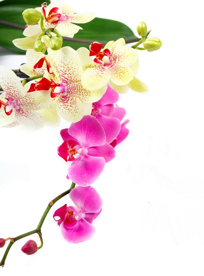 Yellow and pink orchids on a white background