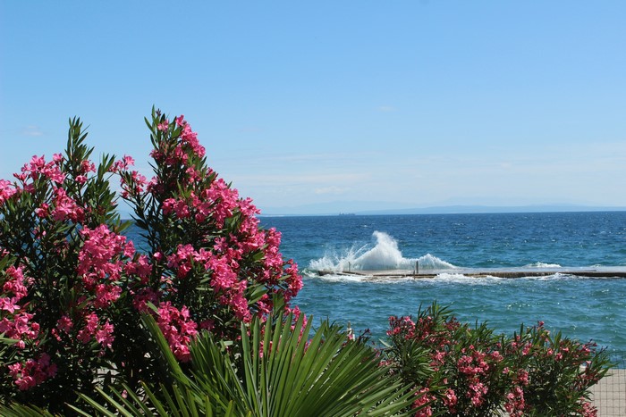Oleander bushes and waves crashing on a pier in Opatija, Croatia