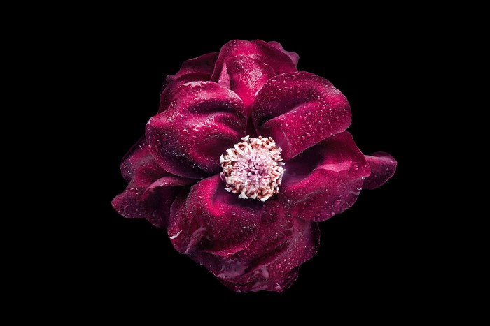 Dark Red Rose with Water Droplets on Black Background