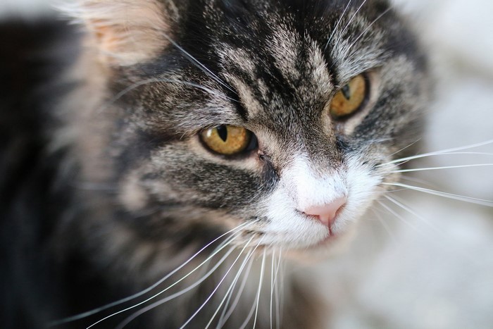 Close-up of a tabby cat's face