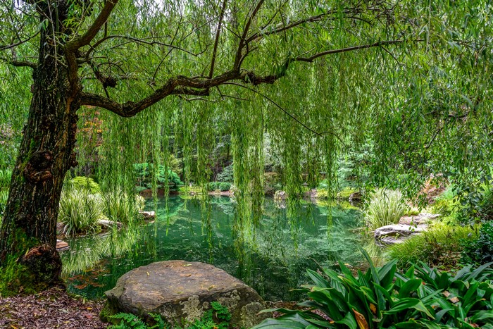 Gibbs Gardens Pond with Weeping Willow Tree