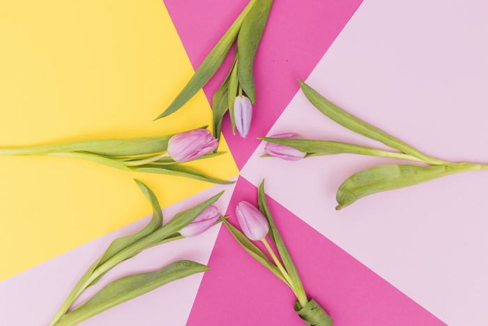Pink and purple tulips on a geometric background