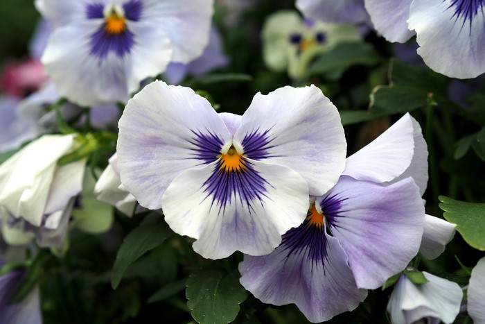 Closeup of White and Purple Pansies