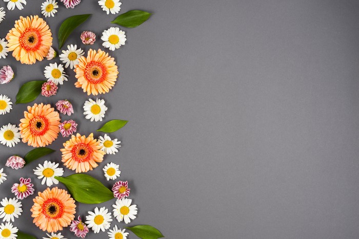 Gerberas and Camomiles on a Colored Background