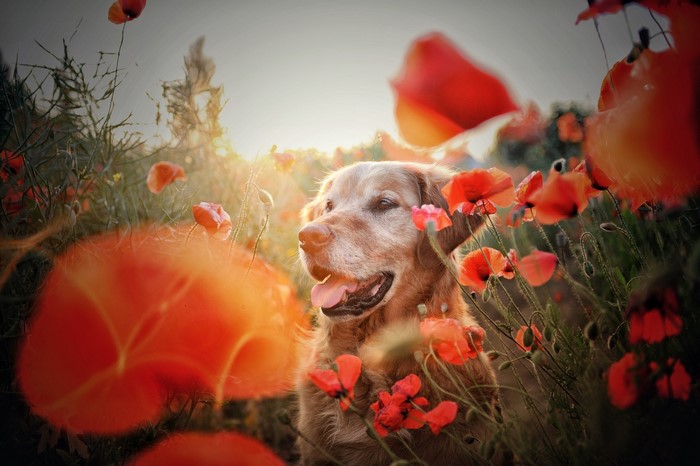 Golden Retriever dog in a field of poppies
