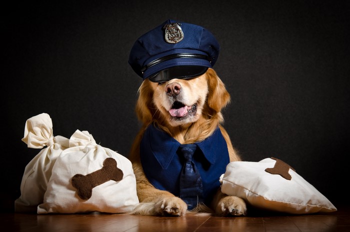 Golden Retriever Dog Dressed as Police Officer with Bags