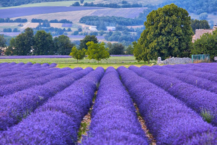 Lavender fields in Provence, France