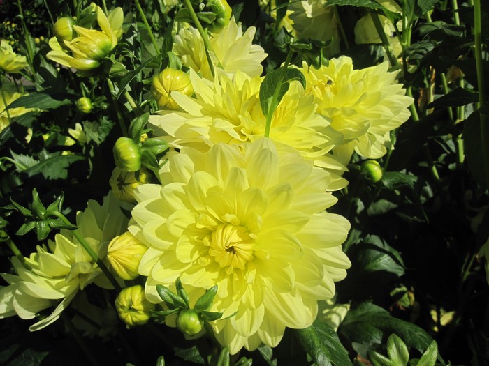 Yellow Dahlias and Buds