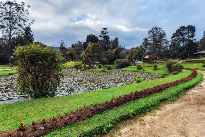Queen Victoria Park Pond with Lily Pads and Trees