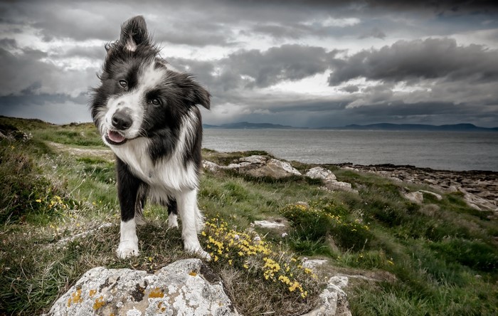 Border Collie dog on a rocky coast