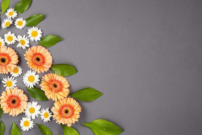 Gerberas and Camomiles on Gray Background