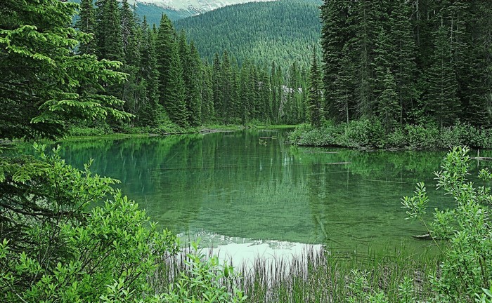 Emerald Lake in Canada surrounded by forests