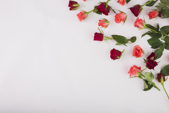Roses on a colored background