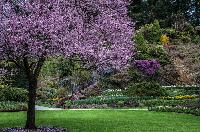 Butchart Gardens flowering tree and manicured lawn