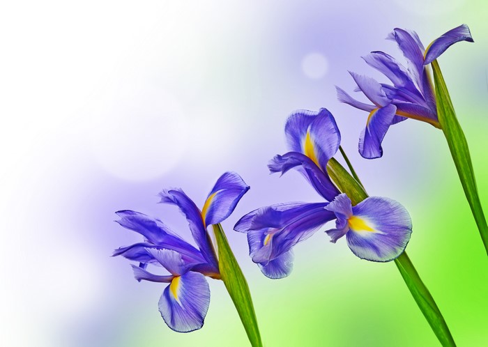 Three purple irises with yellow centers