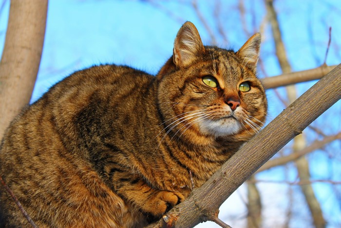 Fat tabby cat sitting on tree branches