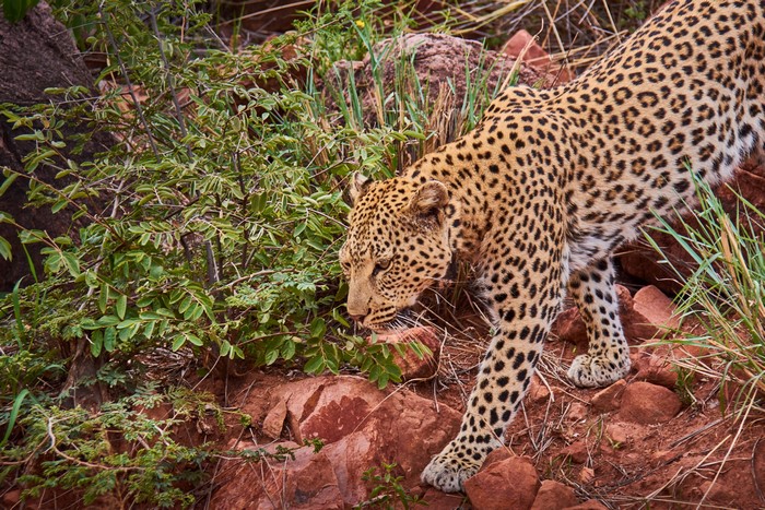Leopard walking on rocky terrain