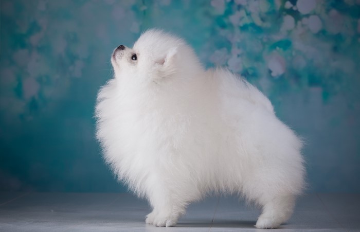 White Pomeranian puppy looking up