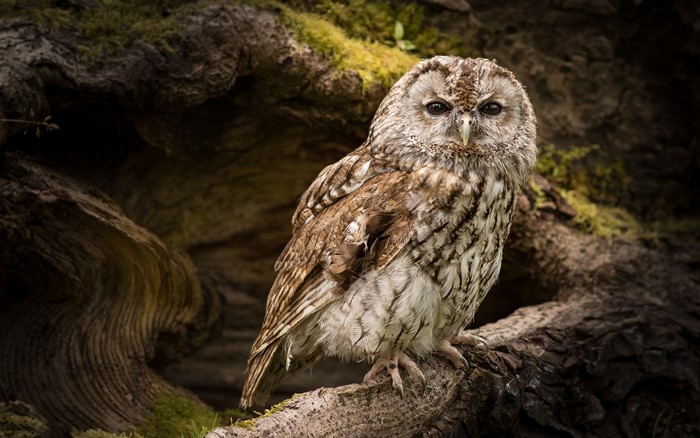 Tawny Owl perched on a tree branch