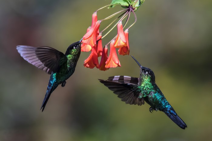 Two hummingbirds feeding on red flowers