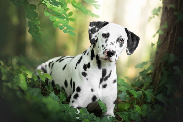 Dalmatian puppy in a forest setting