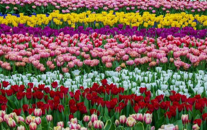Rows of colorful tulips in a field