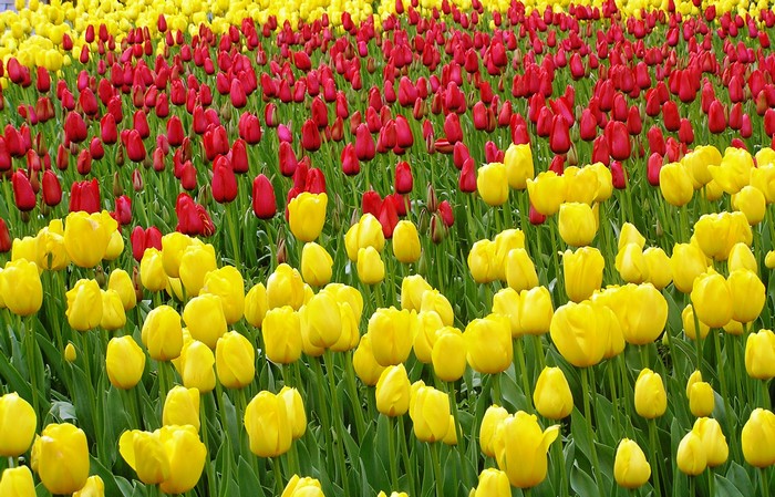 Field of Red and Yellow Tulips