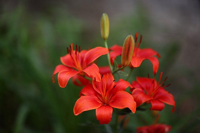 Red Lilies Closeup