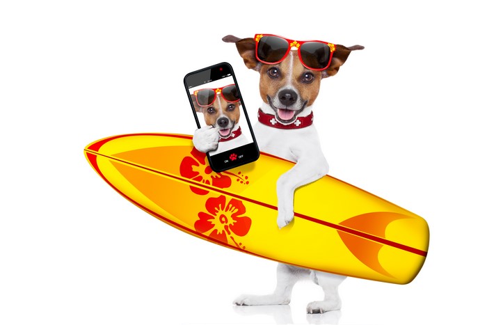Jack Russell Terrier with Surfboard and Smartphone