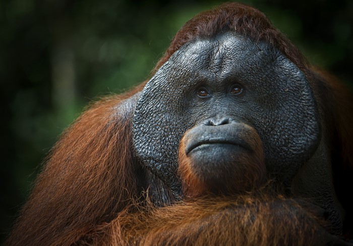 Close-up portrait of an orangutan