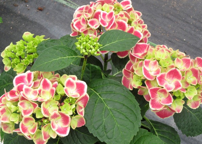 Hydrangea flowers with pink and green petals