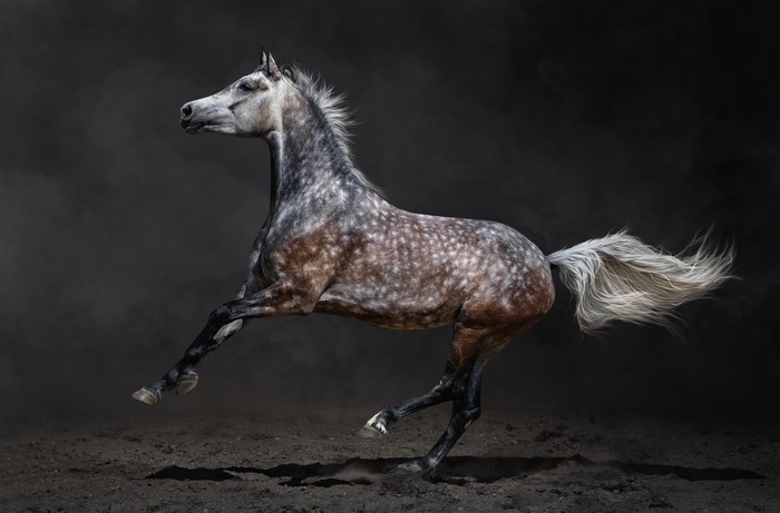4K Side View of a Galloping Dapple Grey Horse