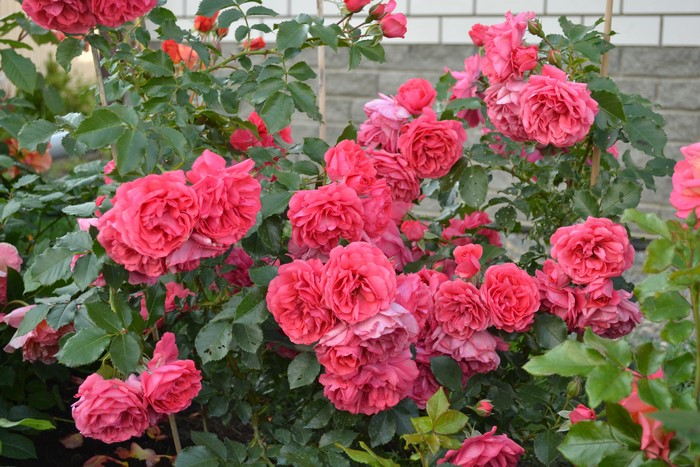 Pink roses in a garden