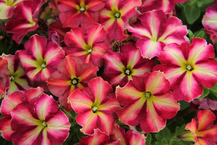 Petunia Cha Ching Cherry flowers