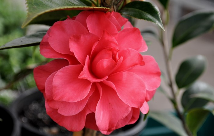 Close-up of a vibrant pink Camellia flower