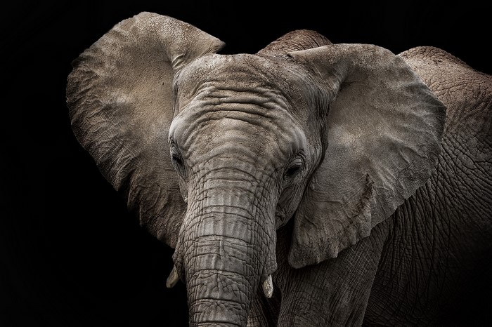 Close-up of an African elephant's face
