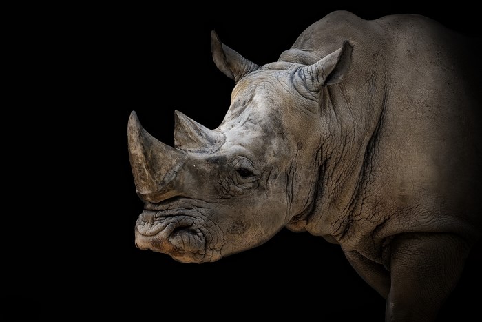 Rhino head with two horns on black background