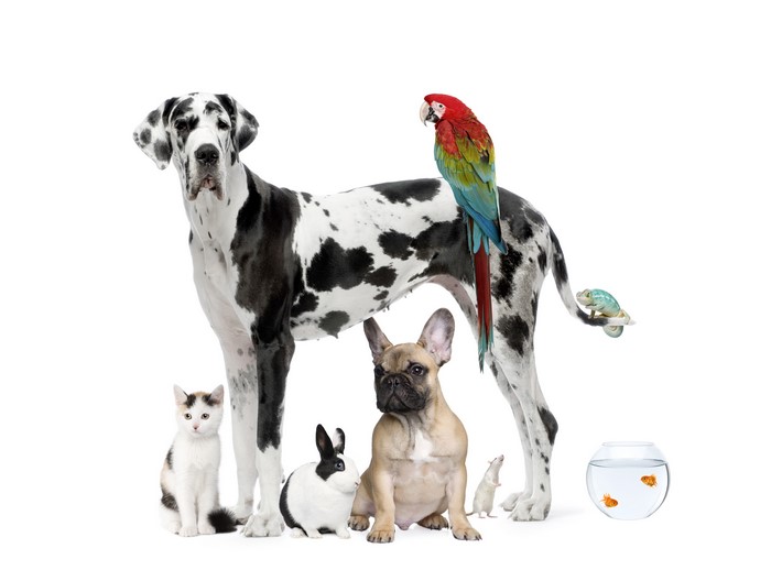 Dalmatian, French Bulldog, Cat, Rabbit, Mouse, Parrot, Chameleon, Goldfish
