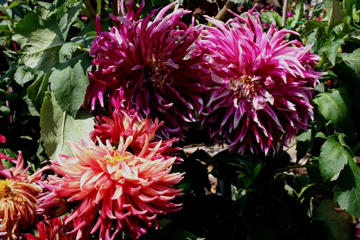 Close-up of two vibrant Dahlias in bloom