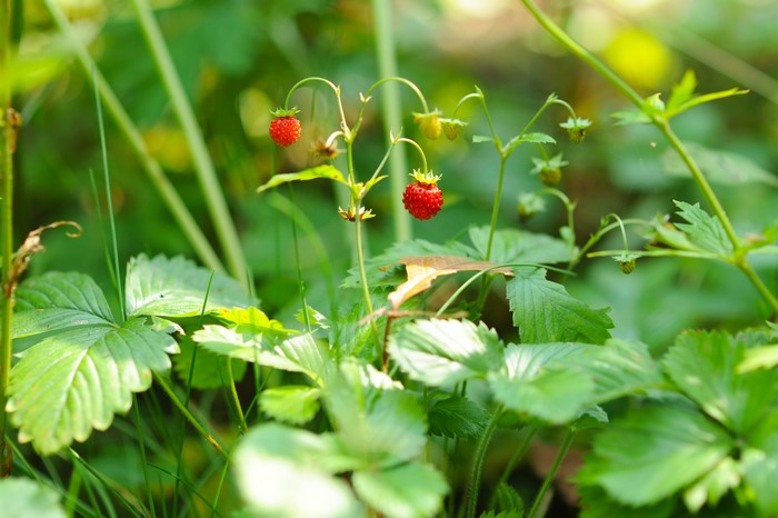 Wild strawberries growing in green foliage