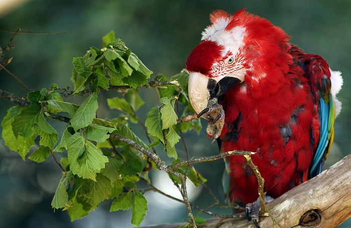 Red and green macaw parrot on a branch