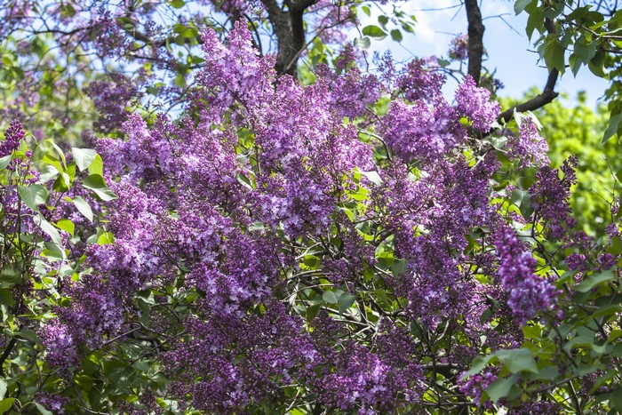 Purple Lilac Bush in Bloom