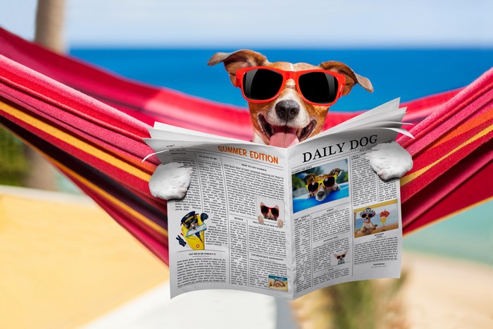 Dog in Hammock Reading Newspaper