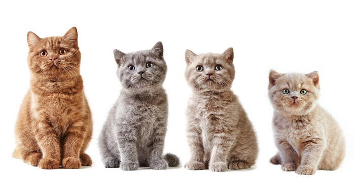 Four British Shorthair Kittens on White Background