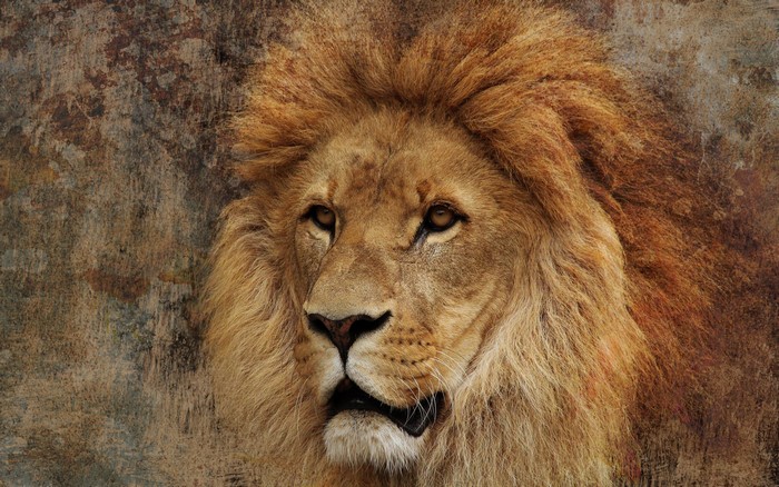 Lion with a textured background
