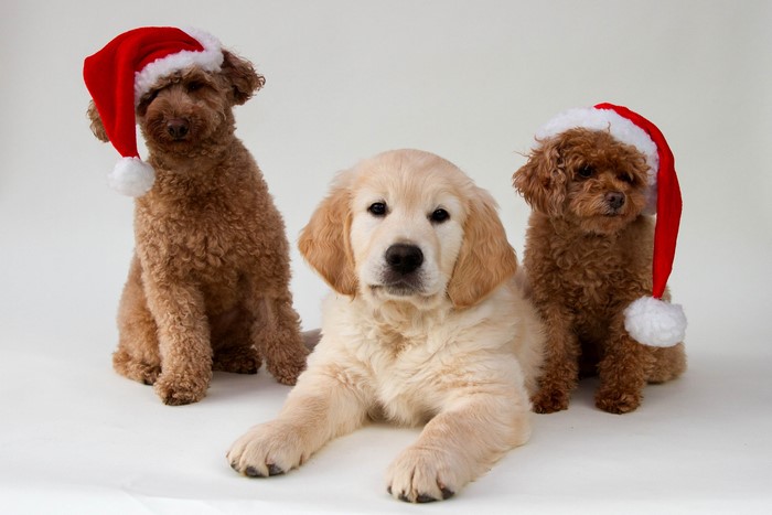 Three puppies wearing Santa hats